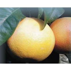 Pomelos de Corse BIO (au kg)
