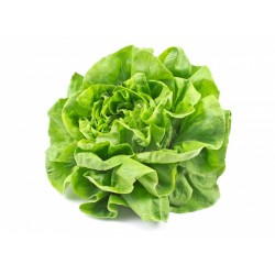 Salade Laitue BIO de Grasse