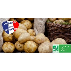 Pommes de terre Agria bio France (38)