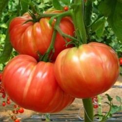 Tomate marmandes Tanneron AR (au kg)