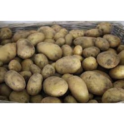 Pommes de terre Ditta bio France