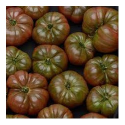 Tomates cotelées noires de Crimée.Bio,France