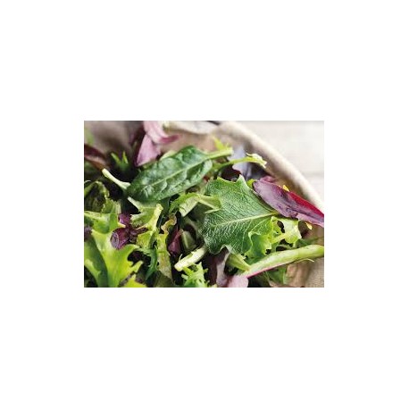 salade  jeunes pousses BIO à l'hectogramme (100g)