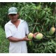 Pur jus mangue pomme passion Pérou/Equateur/Madagascar BIO 75cl