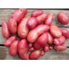 pommes de terre  nouvelles rubis ,grenaille (au 500g)