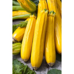 Courgettes jaunes Tanneron AR  (au 500 g)