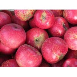 Pommes Akane bio France au kg