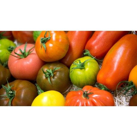 tomates  différentes variées