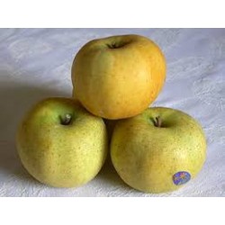 Pommes Chanteclerc des Hautes Alpes AR au KG