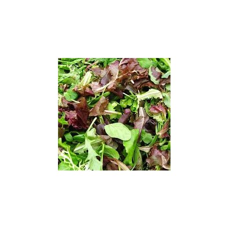 salade mesclun de Grasse ( vendue au 100g0