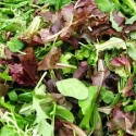 salade mesclun de Grasse ( vendue au 100g0