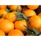 Mandarines (au kg) PRE-COMMANDE